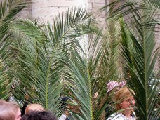 niedziela palmowa